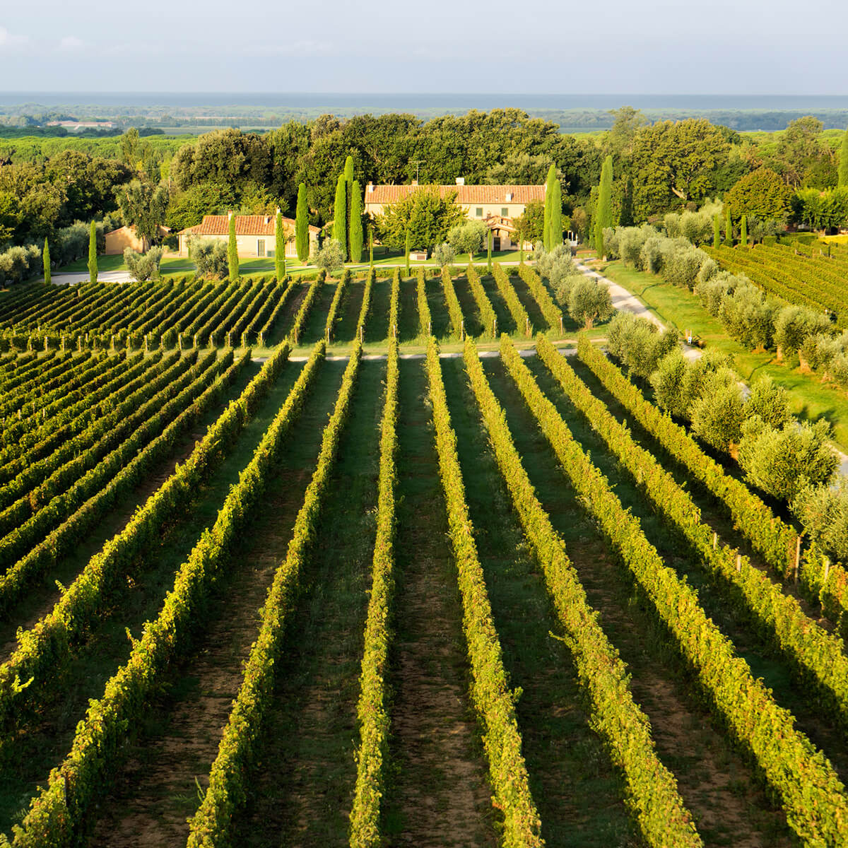 Ornellaia - Bolgheri Tuscany | Ornellaia